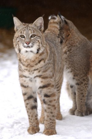 bobcat bobcats mating wildlife housecat lynx wildcats comeback considers trapping