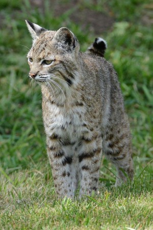 What Does a Bobcat Sound Like? – Shower Gate